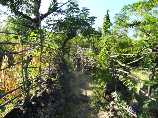 Détour de 25 mètres pour voir les champs de maïs