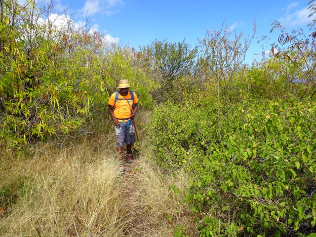 Traversée de la savane pour la jonction avec le sentier de la Salette