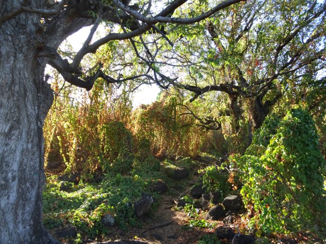 La liane corail recouvre tout, même les arbres