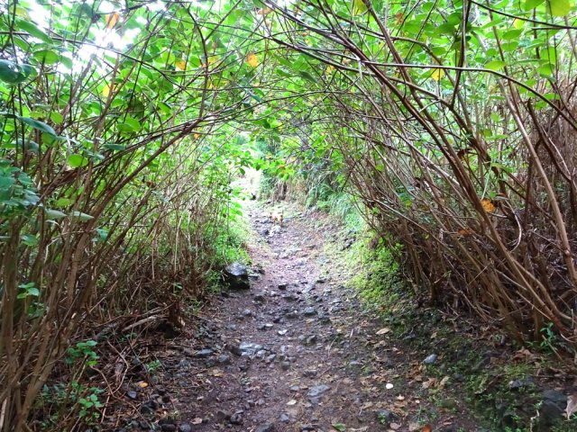 Le tout début du sentier vers le Piton Maillot