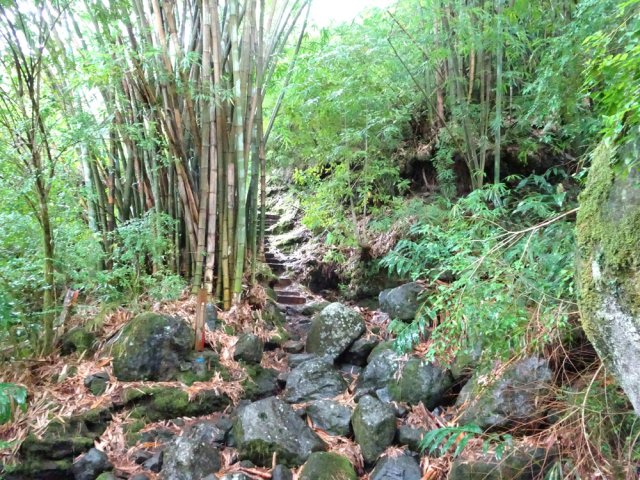 Pierriers et bambous en fin de descente