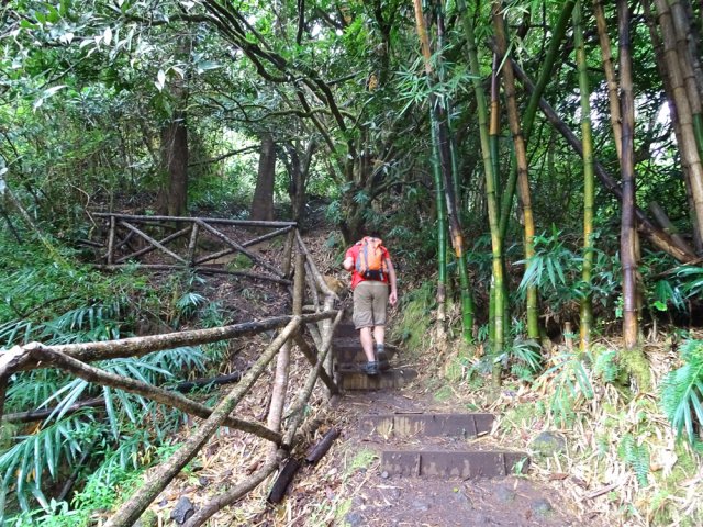 Montée sous les bambous vers le Piton d'Anchain