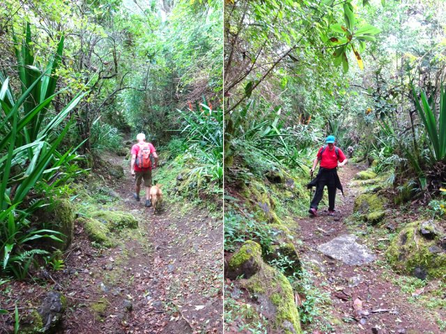 Magnifique sentier pour éviter la piste