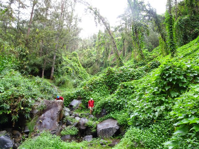 Traversée de la Ravine Camp d'Henri dans les forêts de chouchous