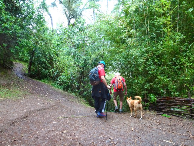 Au croisement vers le Piton Maillot, plonger à droite vers la Rivière du Mât