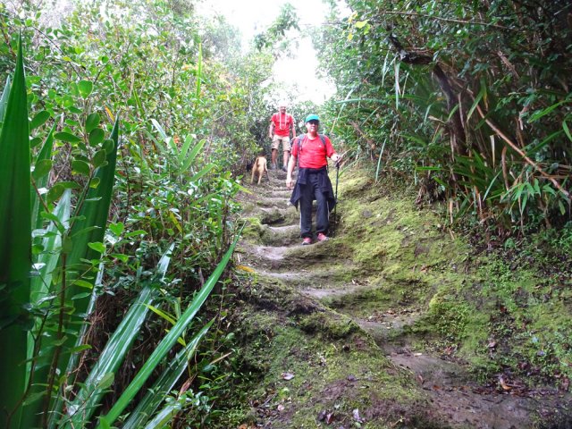 Les marches moussues sont également glissantes