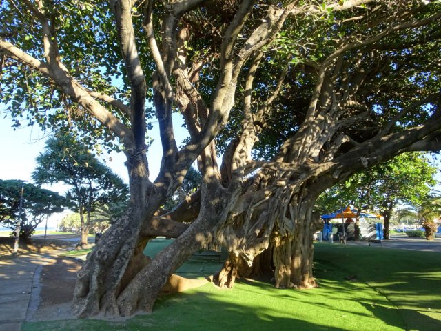 Le plus beau banian du parc