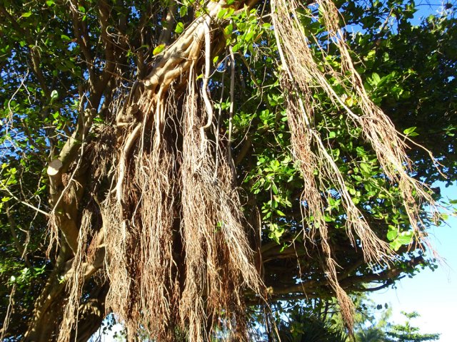 Les racines du grand banian proche du parking
