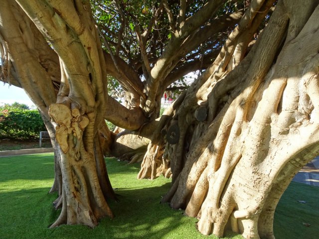 Le tronc tortueux mérite une halte