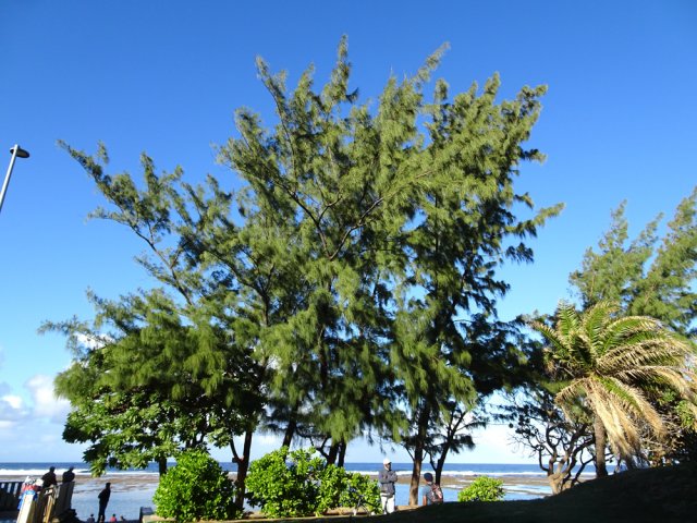 Les filaos qui bordent la plage