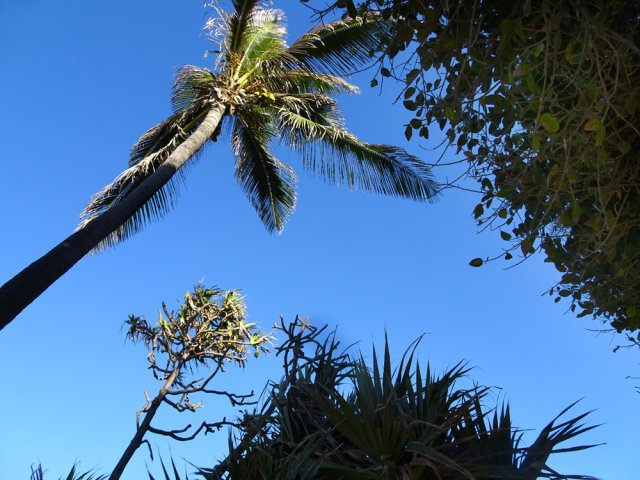 Et bien évidemment les incontournables cocotiers