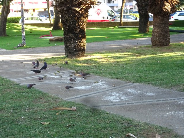 Les oiseaux se regroupent pour picorer les miettes