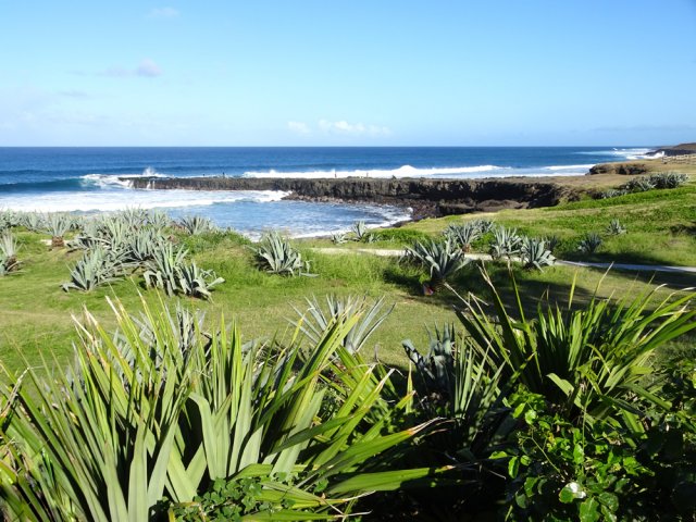 Les aloès envahissent les abords de la baie