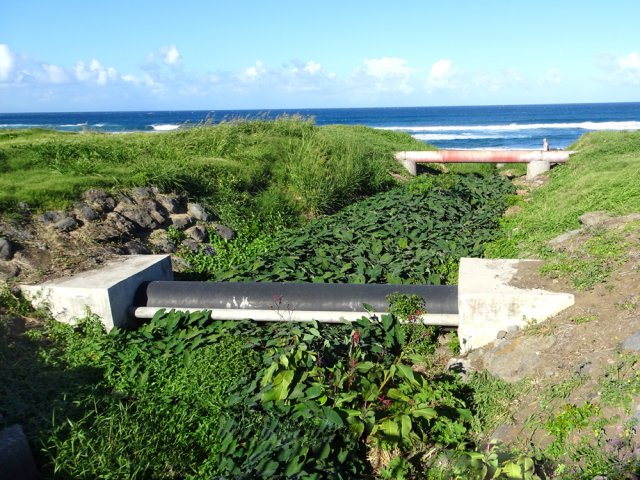 Une mini ravine au fond couvert de taros