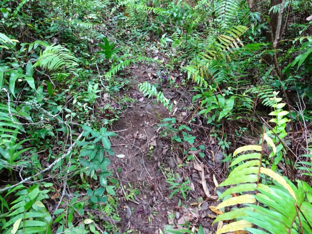 Le sentier, oublié depuis longtemps, est encore pratiqué et bien visible