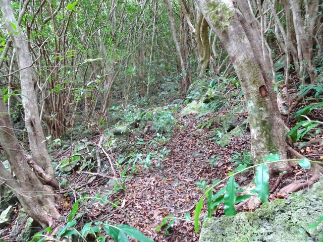 Les jamrosats côtoient les goyaviers