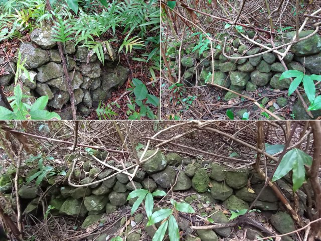 Quelques traces de vie passée avec des murets enfouis dans la végétation