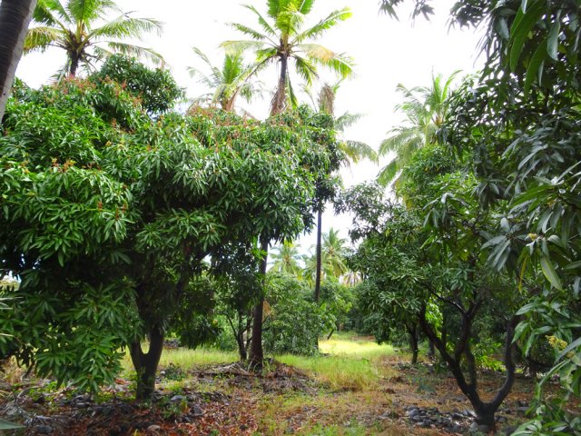 Le verger de manguiers ne résistera pas à la pression des promoteurs