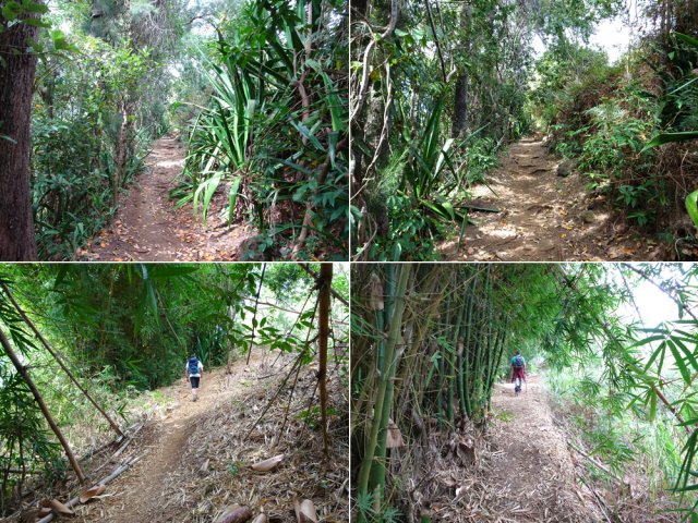 L'agréable sentier longeant la RD1 vers Dos d'Ane