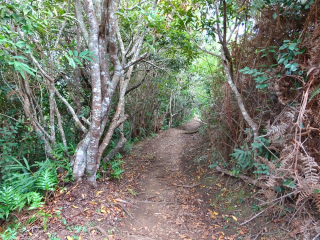 Début de la descente vers la Rivière des Galets