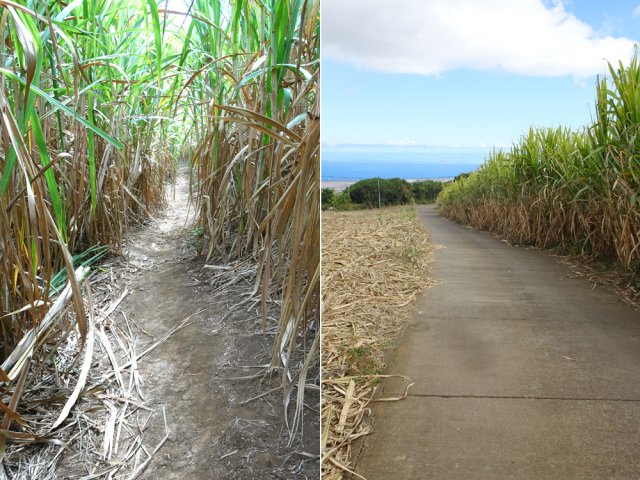 Une courte portion de canne à sucre en milieu de descente