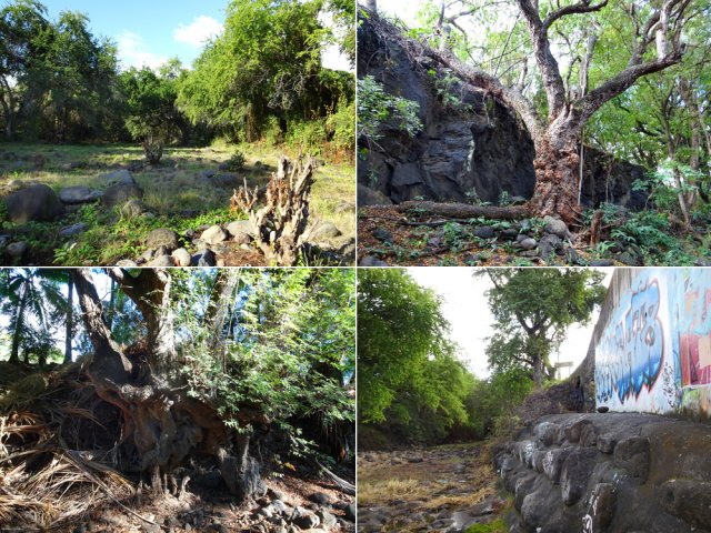 La courte remontée de la Ravine à Marquet est un peu plus sportive