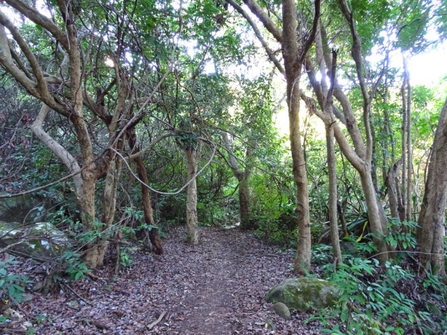 Dans les sous-bois le sentier est le plus souvent plat