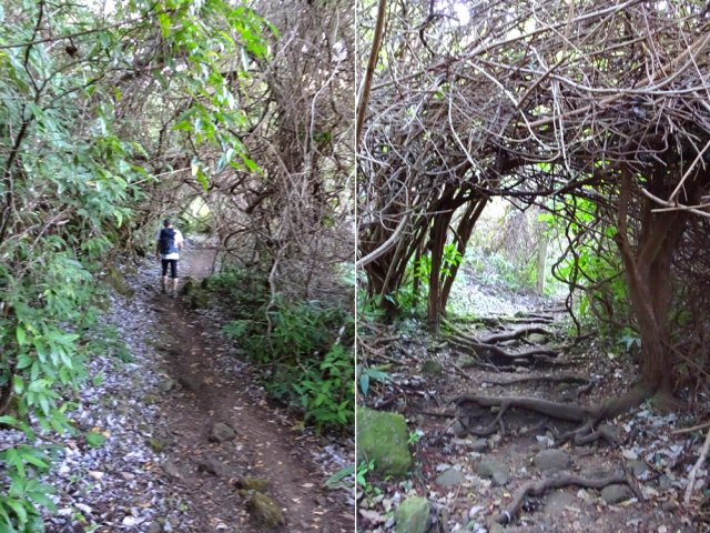 La liane papillon a tout envahi