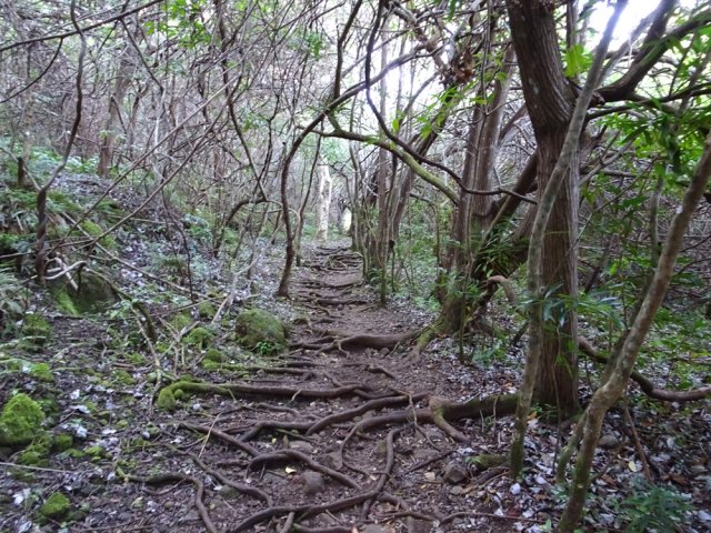 Beaucoup de racines également