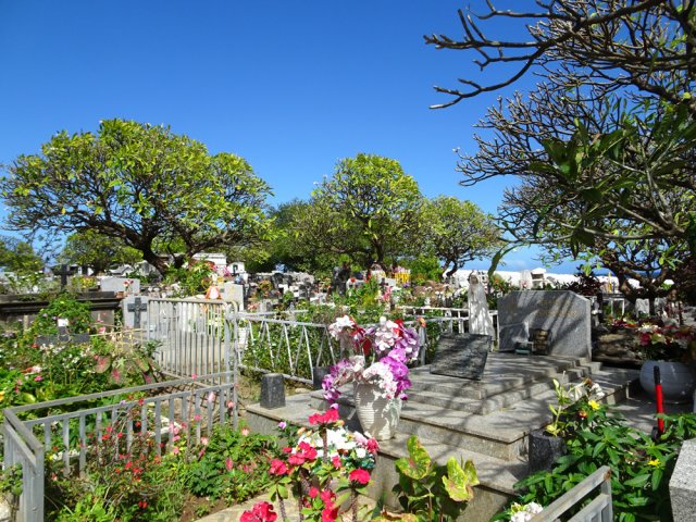 Les plus beaux frangipaniers de l'île sont au cimetière de Saint-Leu