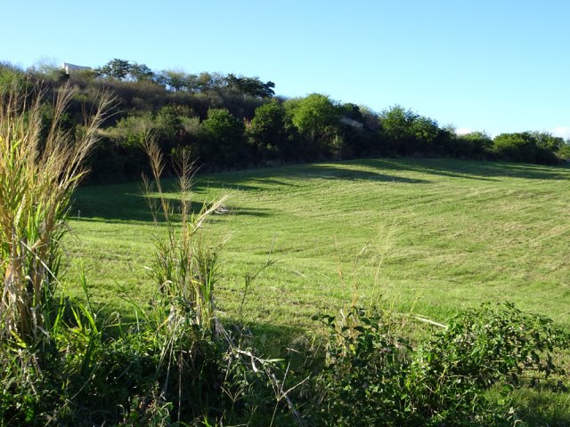 Des prairies avant la Route des Tamarins
