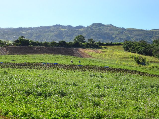 Les champs avec vues sur le Piton la Boue et les prairies d'altitude