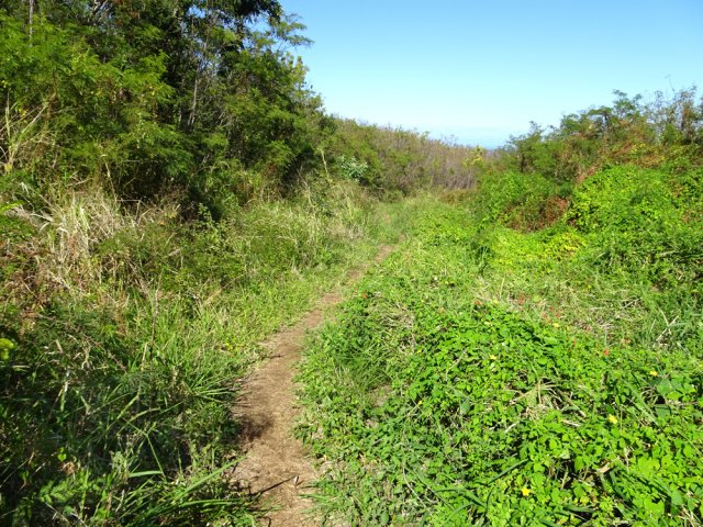 Le sentier effectue plusieurs courbes dans la savane