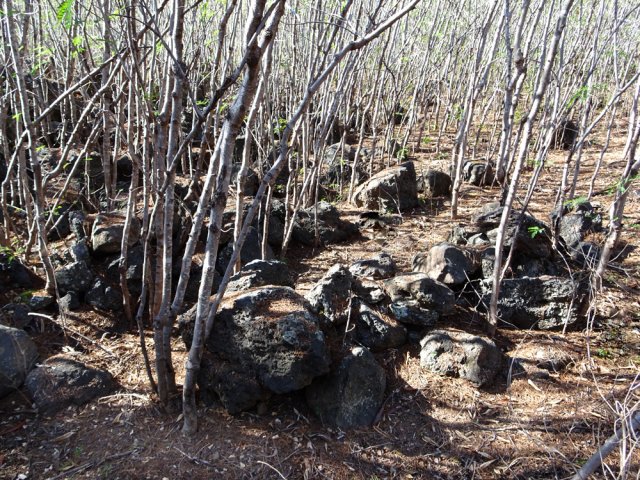 On reconnait les emplacements pour les graines et les cultures