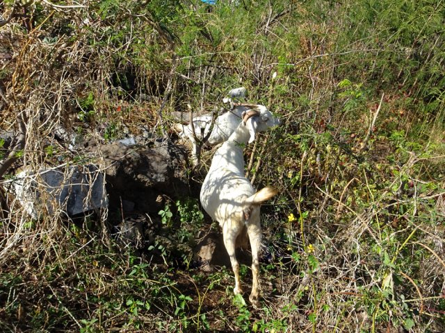 Les biquettes du Chemin des Banoirs