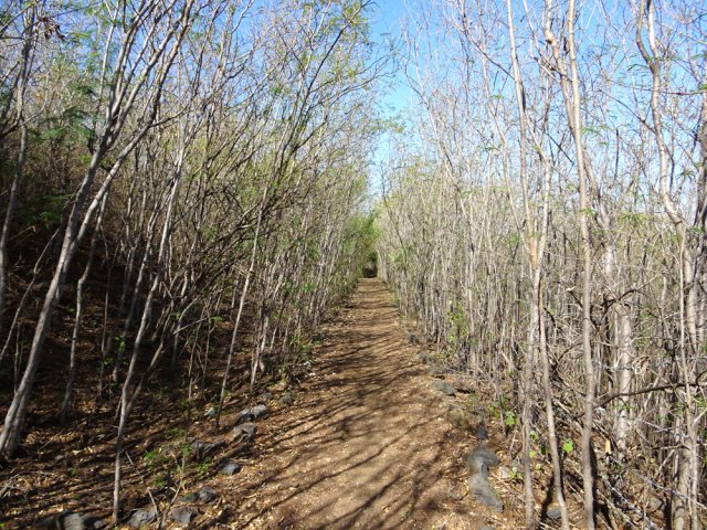 Le sentier longeant la Route des Tamarins
