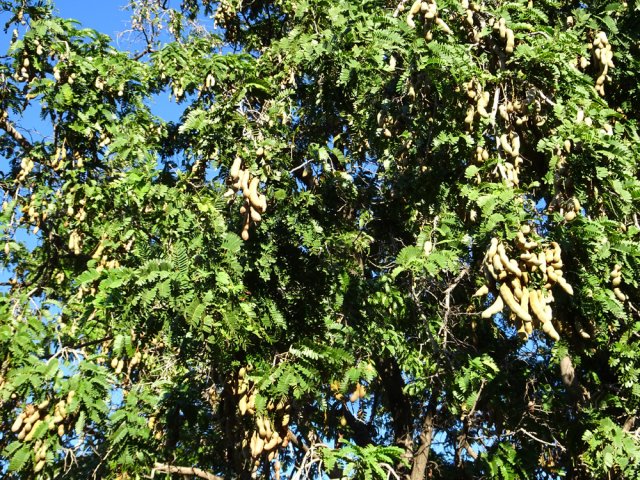 Un tamarin particulièrement chargé en fruits