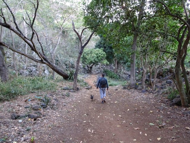 Le Chemin Emile débute à la fin du Chemin des Raphias