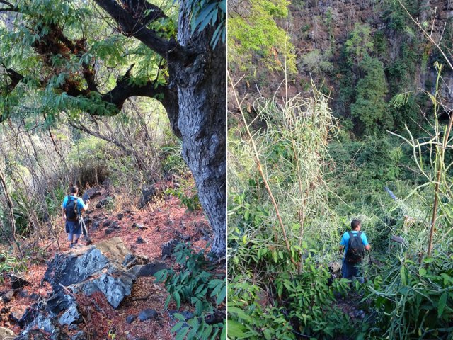 Descente facile au départ, très encombrée ensuite par les lianes papillon