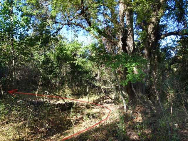 Prendre à angle droit à ce tamarin caractéristique près d'un arbre couché au sol