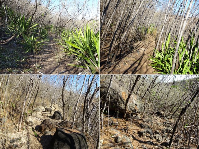 Quelques exemples du très long sentier dominant la Ravine La Plaine