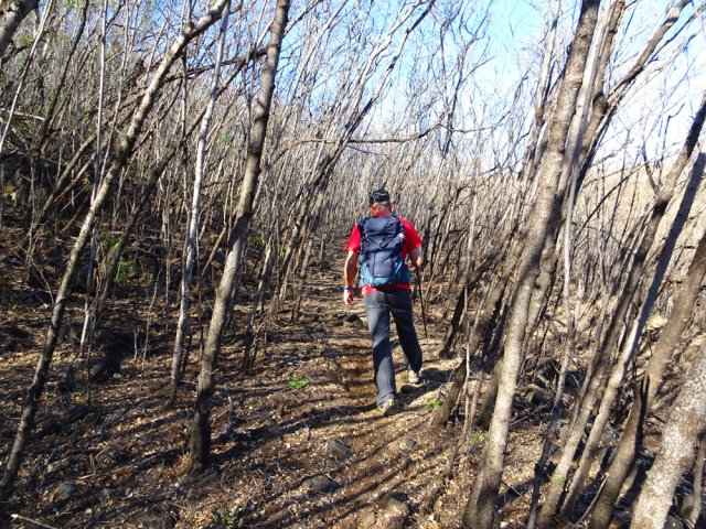 Les cassis souffrent de la sécheresse mais retrouveront vite leur feuillage