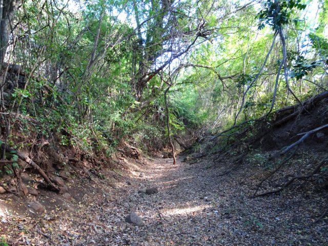 Le fond de la Ravine La Plaine pour une balade ombragée