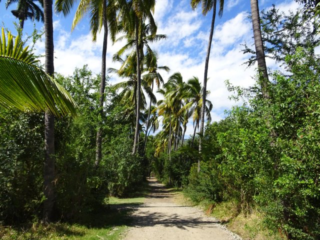 Une piste bordée de cocotiers vers le Tour des Roches