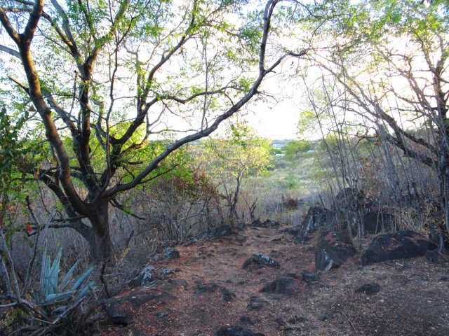 Le Chemin Cheval atteint très vite une savane herbeuse