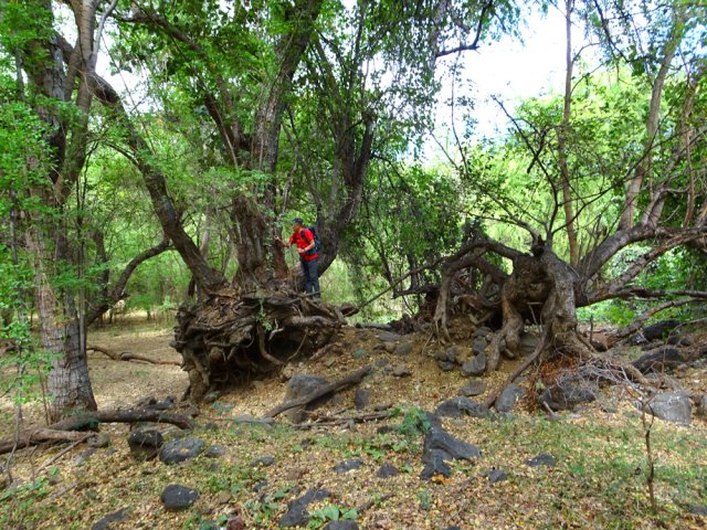 Les racines des tamarins et poivriers sont impressionnantes