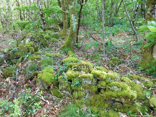 Des sous-bois aussi connus pour les cèpes à l'automne