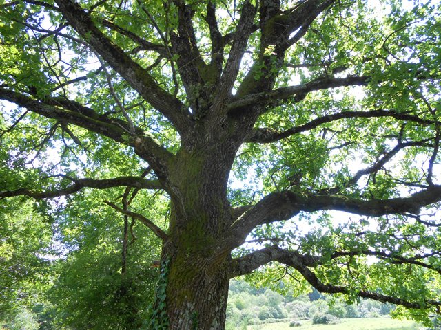 Le Limousin produit une grande quantité de chênes