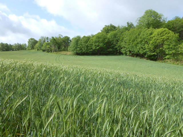 Le champs dont il faut faire le tour pour les repérer toutes
