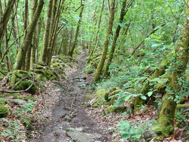 Pente faible pour balade agréable en sous-bois